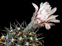 Gymnocalycium bodenbenderianum ssp piltziorum P38 JJ.Houdre  Gymnocalycium bodenbenderianum ssp piltziorum P38 Sierra de Velasco LR ARG