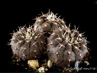 Gymnocalycium bodenbenderianum ssp riojense v. sanjuanense ©JJ Houdre  Gymnocalycium bodenbenderianum ssp riojense v. sanjuanense, ARG