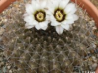 Gymnocalycium bodenbenderianum triacanthum JLcoll.2034  Gymnocalycium bodenbenderianum ssp triacanthum P124 Sierra Ancasti