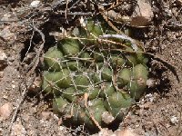 Gymnocalycium capillaense Dique El Cajon, La Rioja, Arg. ©JL  Gymnocalycium capillaense FA