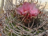 Gymnocalycium castellanosii (armillatum) ©JLcoll.4849  Gymnocalycium castellanosii RFPA311.01 SW Olta, 569 m, La Rioja, ARG