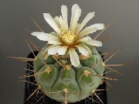 Gymnocalycium castellanosii bozsingianum  Gymnocalycium castellanosii bozsingianum P205 FA