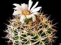 Gymnocalycium castellanosii ferocius ex ferox ferocior © JJ.Houdré.13090402  Gymnocalycium castellanosii ferocius GN0395-1307 FA