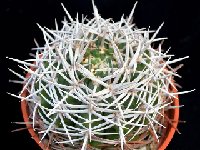 Gymnocalycium castellanosii ssp. ferocius JLcoll.4842  Gymnocalycium castellanosii ssp. ferocius SW Tuclame, Córdoba, ARG