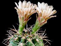 Gymnocalycium catamarcense P72  Gymnocalycium catamarcense P72 Andalgala, Catamarca, Argentina †