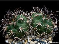 Gymnocalycium catamarcense montanum ©JJ Houdré  Gymnocalycium catamarcense montanum FA ex GN698