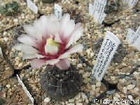 Gymnocalycium esperanzae ©FA  Gymnocalycium esperanzae La Nueva Esperanza, LR ARG