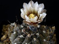 Gymnocalycium esperanzae-MM-1257-20072805-953x1024  Gymnocalycium esperanzae HV4665 or MM1257 E. Corral de Isaac, LR ARG