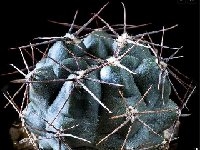 Gymnocalycium fischeri © JJHoudré  Gymnocalycium fischeri LF01 typus, El Volcán, San Luis, ARG