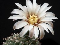 Gymnocalycium frankianum JJH  Gymnocalycium frankianum VSO0681 FA †