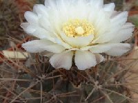 Gymnocalycium gibbosum Dscf0762 noco  Gymnocalycium gibbosum JL1904 + FA