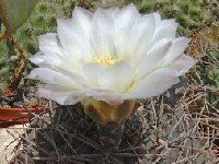 Gymnocalycium gibbosum v. chubutense Chubut, Argentina ©JLcoll.1902  Gymnocalycium gibbosum v. chubutense Chubut, ARG JLcoll.1902+FA