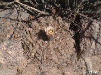 Gymnocalycium glaucum Salicas, LR, Arg ©JL  Gymnocalycium glaucum Argentina PG †