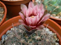 Gymnocalycium glaucum ferrarii JLcoll.1900 ex Falk   Gymnocalycium glaucum ferrariii E. Anillaco, 798 m LR, ARG