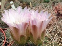 Gymnocalycium horridispinum ssp. achirasense ©JLcoll.1861  Gymnocalycium horridispinum ssp. achirasense JLcoll.1861