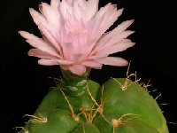 Gymnocalycium horstii ssp. buenekeri JLcoll.1918  Gymnocalycium horstii ssp buenekeri FA ex K