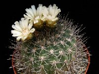 Gymnocalycium hossei mazanense P1030607  Gymnocalycium hossei mazanense RFPA226.01 Quebrada de la Cébila LR ARG