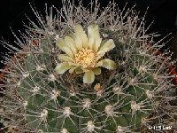 Gymnocalycium hossei mazanense RCB505 Mazan, Argentina ©JLcoll.1935  Gymnocalycium hossei mazanense RCB505 Mazan, Argentina