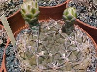 Gymnocalycium marsoneri  JLcoll.1933  Gymnocalycium marsoneri FA