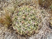 Gymnocalycium monvillei, Arg JL Dscf7081  Gymnocalycium monvillei RFPA324.03 1km W. Tantil, Córdoba, ARG