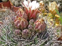 Gymnocalycium mostii valnicekianum JLcoll.2039  Gymnocalycium mostii ssp. valnicekianum FA