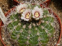 Gymnocalycium nigriareolatum  JLcoll.1955  Gymnocalycium nigriareolatum P132 N. El Portezuelo Catamarca, ARG