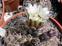 Gymnocalycium ochoterenae JLcoll.1956  Gymnocalycium ochoterenae RFPA317.01 11km N Salsacate Córdoba, ARG