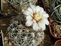 Gymnocalycium ochoterenae v. herbsthoferianum GN100-252 Kuentz S.09 P7 FA  Gymnocalycium ochoterenae v. herbsthoferianum GN100-252 ex Kuentz †