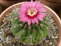 Gymnocalycium oenanthemum carminanthum ©JLcoll.1886  Gymnocalycium oenanthemum carminanthum P133 Sierra Ambato Catamarca, ARG