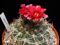 Gymnocalycium oenanthemum tillianum ©JLcoll.2033  Gymnocalycium oenanthemum tillianum Sierra Ambato, Catamarca, ARG