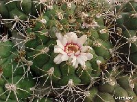 Gymnocalycium pflanzii v. comarapense JLcoll.1964  Gymnocalycium pflanzii var. comarapense FA