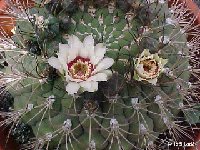 Gymnocalycium pflanzii zegarrae v. albipulpa JLcoll.1969  Gymnocalycium pflanzii zegarrae v. albipulpa FA