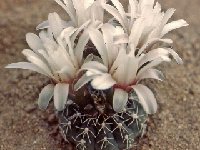 Gymnocalycium platense ©JLcoll.1975  Gymnocalycium platense FA doubtful taxon, but present in collections!