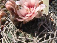 Gymnocalycium pugionacanthum Dscf0705  Gymnocalycium pugionacanthum P72 FA