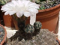 Gymnocalycium quehlianum  JLcoll.1979  Gymnocalycium quehlianum FA