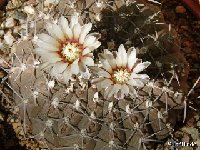 Gymnocalycium quehlianum v. stellatum (asterium) ©JLcoll.2022  Gymnocalycium quehlianum v. stellatum P402 Salinas Grandes Catamarca, ARG