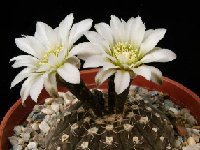 Gymnocalycium ragonesei JLcoll.1982  Gymnocalycium ragonesei JLcoll.1982 small and beautiful!