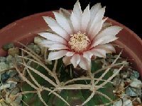 Gymnocalycium rhodantherum v. guanchinense Piltz226 ©JLcoll.  Gymnocalycium rhodantherum v. guanchinense Piltz226 Cuesta Miranda LR ARG