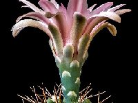 Gymnocalycium sanluisense P103b-JJ.Houdre  Gymnocalycium sanluisensis VS1 El Volcan, San Luis, Argentina †