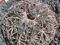 Gymnocalycium spegazzinii (1) JL  Gymnocalycium spegazzinii P43 Sa.de Quilmes 1700m, Salta, Argentina FA or LF58 (La Encrucijada, Salta)