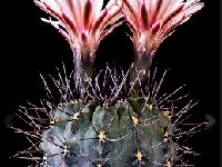 Gymnocalycium striglianum ©JJ Houdre  Gymnocalycium striglianum FA ex RFPA503-4.01 Ugarteche Mendoza, ARG