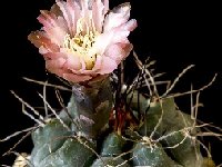 Gymnocalycium striglianum ssp aeneum GN 90-120-893 JJH  Gymnocalycium striglianum ssp aeneum GN 90-120-893 La Galera, Mendoza ARG