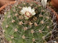 Gymnocalycium stuckertii JL2030 ex Falk  Gymnocalycium stuckertii HM a confused species