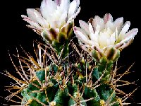 Gymnocalycium stuckertii-JJH14090202  Gymnocalycium stuckertii? L439  FA confused species (Muscoseminum) maybe real one