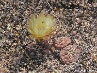 Gymnocalycium uebelmannianum La Rioja  E Villa Sanagasta (Sierra Velasco) 2100m Laroze RFPA308  Gymnocalycium uebelmannianum FA ex GK4032/93 †