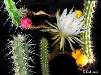 - Harrisia mix (incl. Eriocereus) ©JL  Harrisia mix (incl. Eriocereus) old seeds 0.1€ 250 seeds