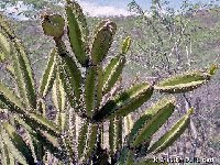 Leptocereus paniculatus Duvergé - El Limón Rep. Dom DEFF 4900119025c  Leptocereus paniculatus Lago Enriquillo, Dom. Rep. AB2023.986