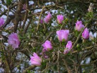 Leuenbergeria quisqueyana Bayahibe, Rep. Dom DEFF  Leuenbergeria quisqueyana Cueva de las Maravillas , Dom. Rep. A.Bunkenburg † (small quantity)