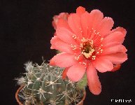 Lobivia calorubra ex Echinopsis JL1404 Lobivia calorubra ex Echinopsis JL1404 ÉPUISÉ - OUT of STOCK - AGOTADO