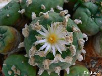 Lophophora diffusa (echinata) JLcoll.2474  Lophophora diffusa (echinata) FA †